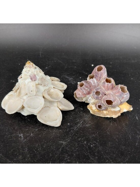 Unknown Other - Seashell Barnacle Cluster Decorative Balls Set 2 Nautical Multicolor Beach Decor